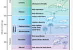TOPIC 4: EVOLUTION | BIOLOGY FORM 4