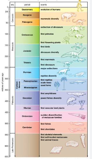 TOPIC 4: EVOLUTION | BIOLOGY FORM 4