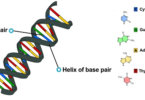 TOPIC 2: GENETICS | BIOLOGY FORM 4