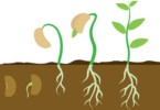 TOPIC 1: GROWTH | BIOLOGY FORM 4
